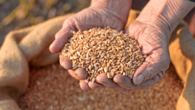 Мировые цены на зерно в ноябре упали на 1,3 процента – ФАО